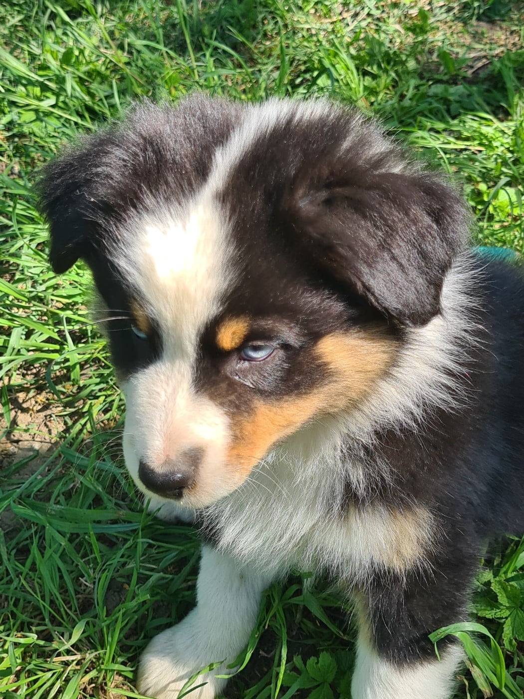 Berger Australien - Domaine Des L'Arcs-en-ciel De Birloton