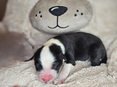 Les chiots de Berger Australien
