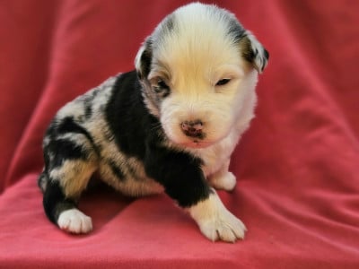 Les chiots de Berger Australien
