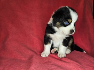 Les chiots de Berger Australien