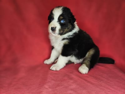 Les chiots de Berger Australien