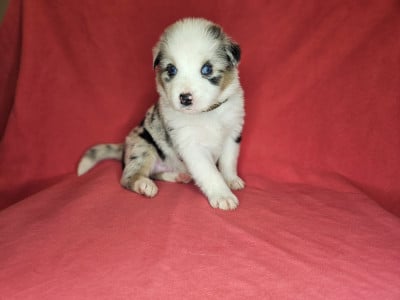 Les chiots de Berger Australien