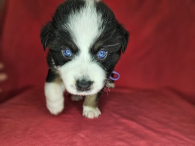 Les chiots de Berger Australien