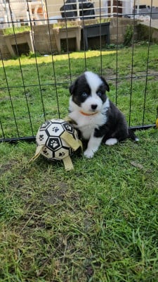 Les chiots de Berger Australien