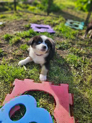 Les chiots de Berger Australien