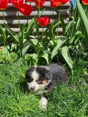 Les chiots de Berger Australien