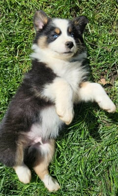 Les chiots de Berger Australien