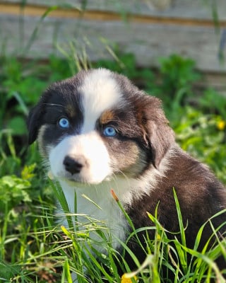 Les chiots de Berger Australien