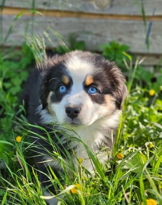 Les chiots de Berger Australien