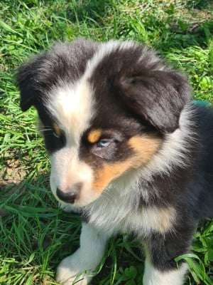 Les chiots de Berger Australien