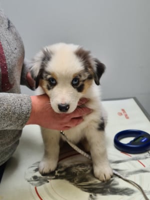 Les chiots de Berger Australien