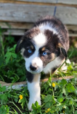 Les chiots de Berger Australien