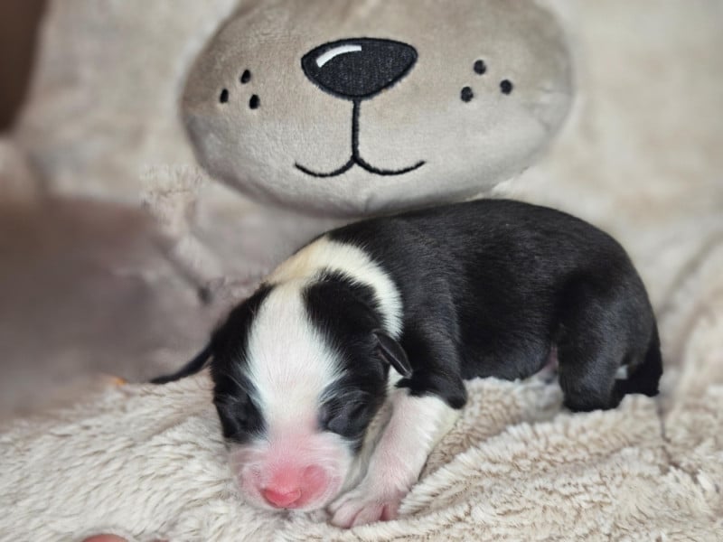 Berger Australien - Domaine Des L'Arcs-en-ciel De Birloton