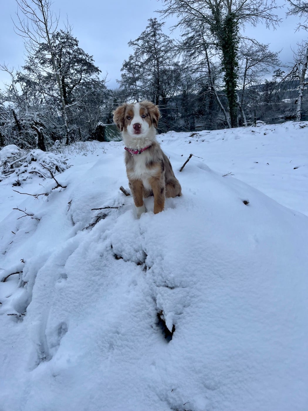 Publication : Des Petites Etoiles