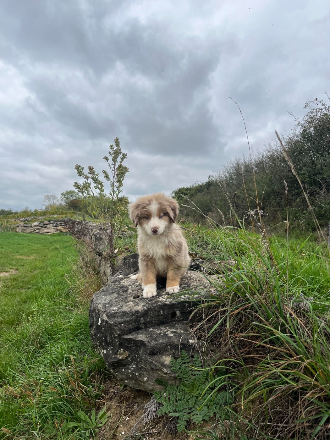 Publication : Des Petites Etoiles