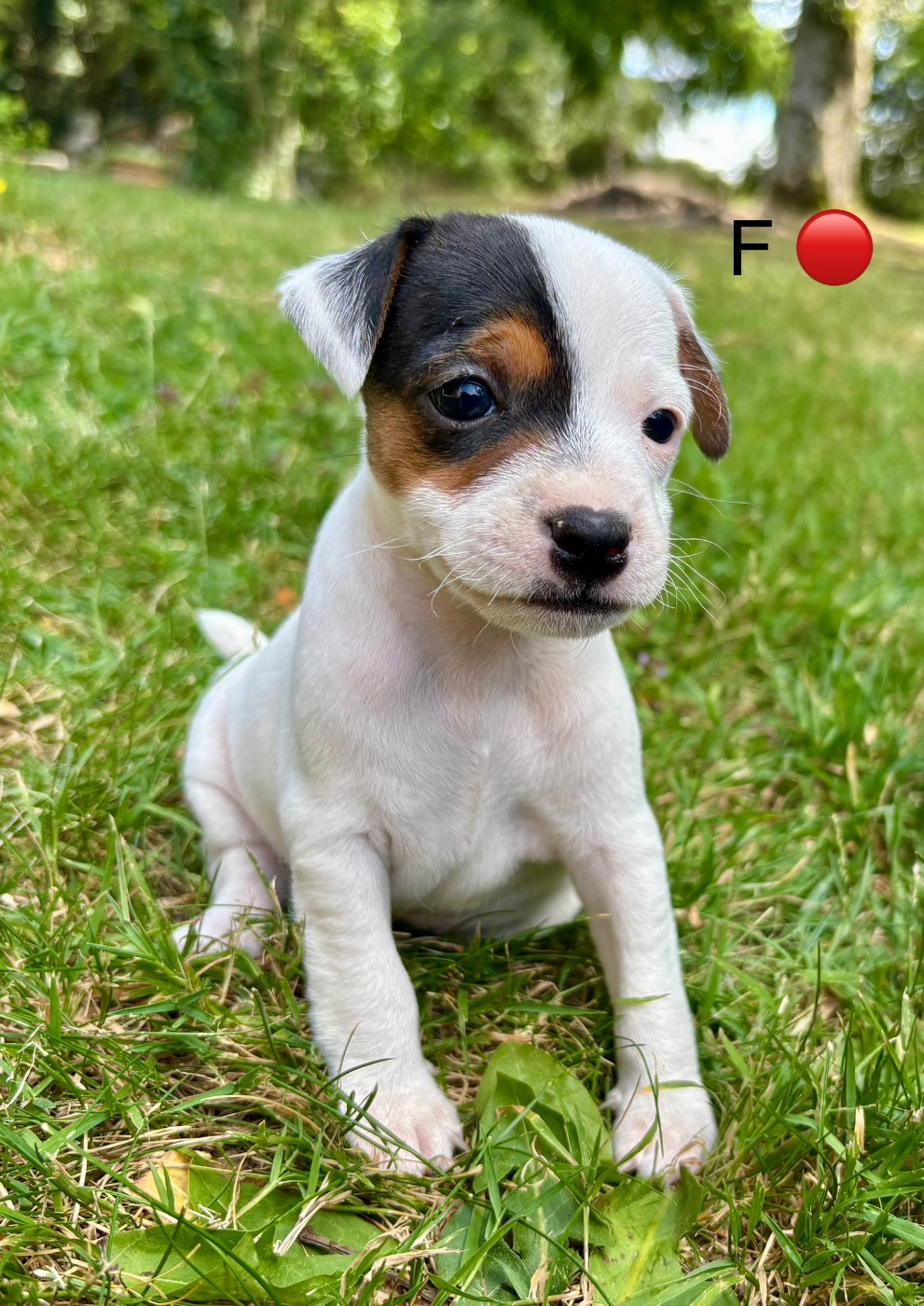Chiot N°4 - Parson Russell Terrier