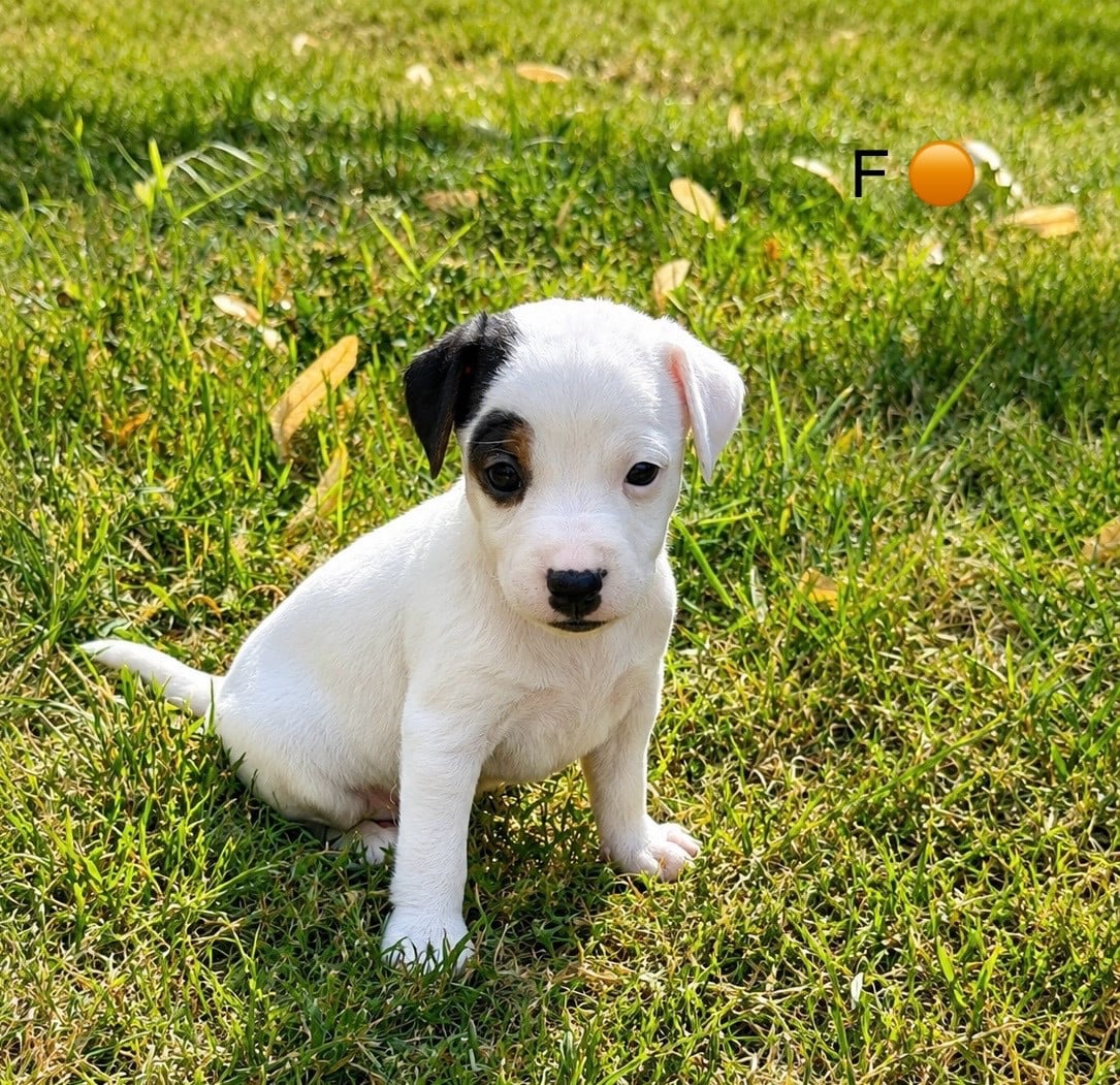 Chiot N°5 - Parson Russell Terrier