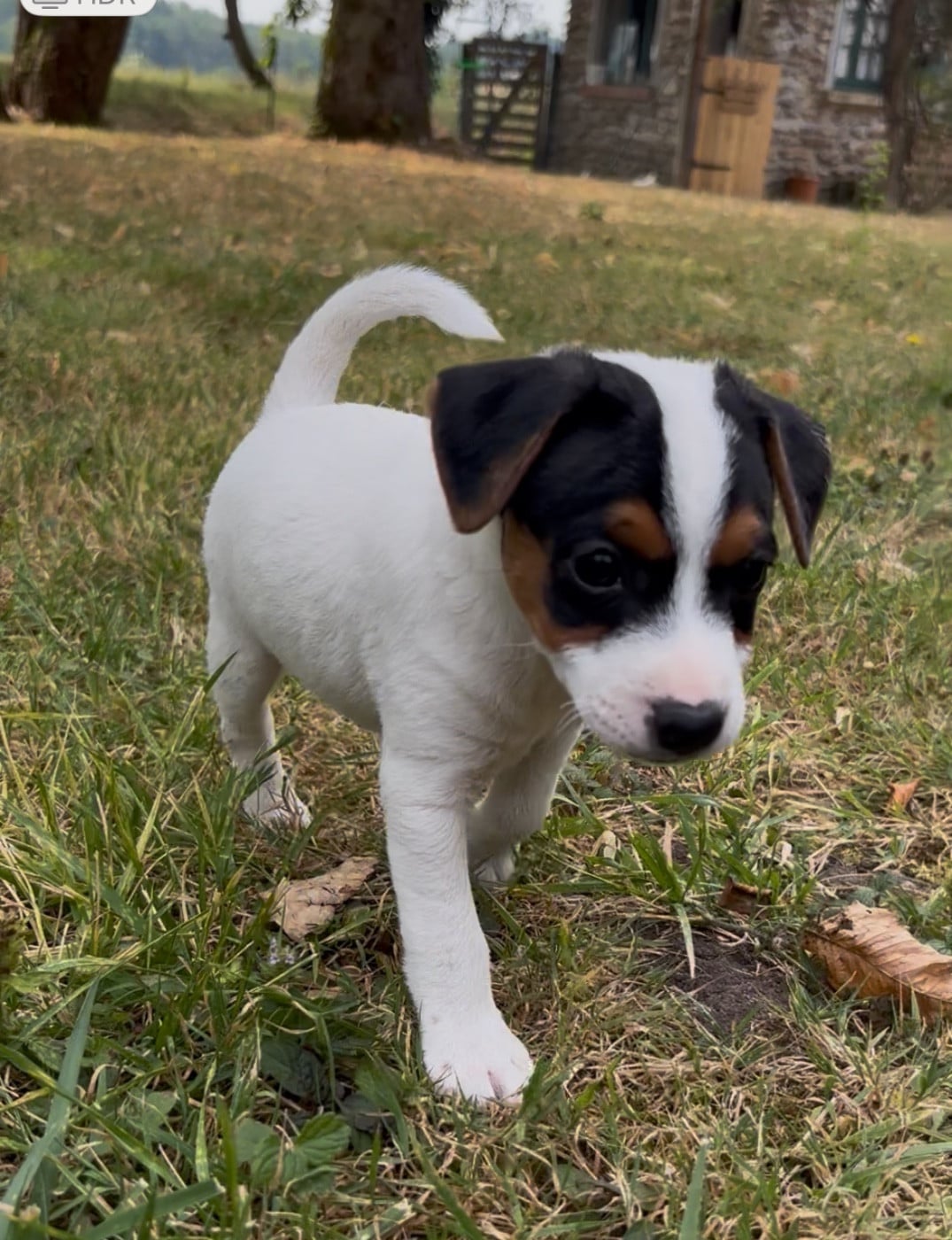 Chiot N°1