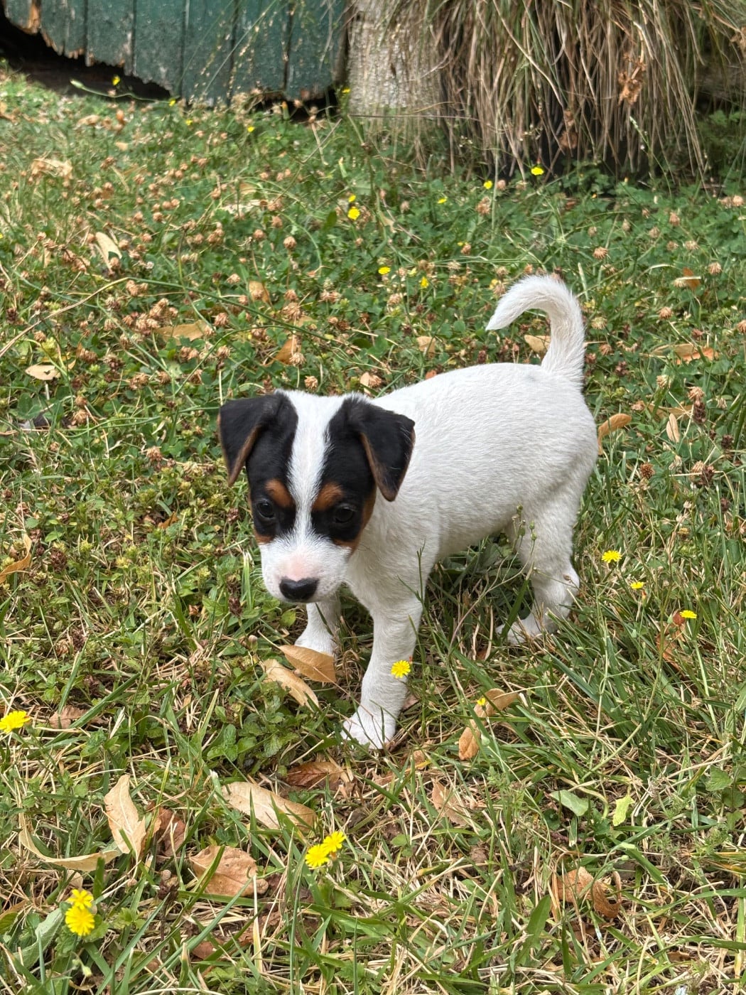 Chiot N°1