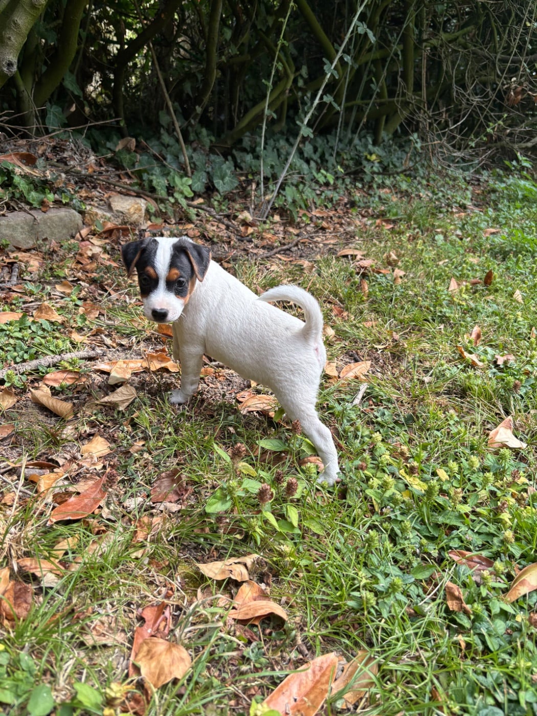 Chiot N°1