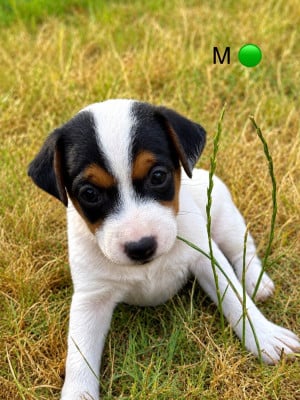 Les chiots de Parson Russell Terrier