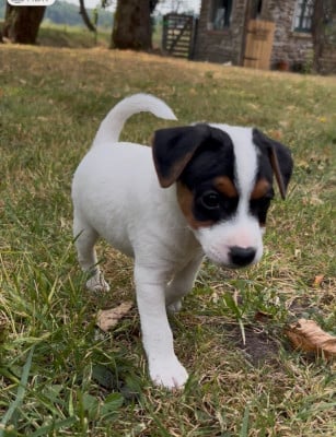 Les chiots de Parson Russell Terrier
