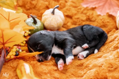 Les chiots de Laika de iakoutie