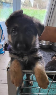 Les chiots de Berger Allemand