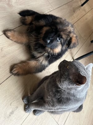 Les chiots de Berger Allemand