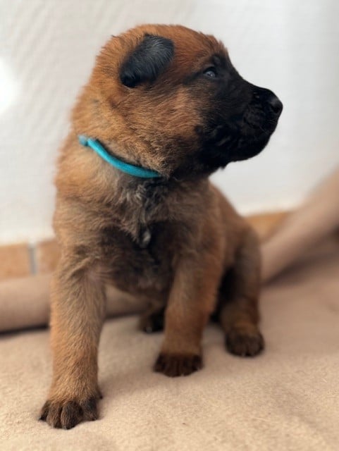 Mâle Collier Bleu - Berger Belge