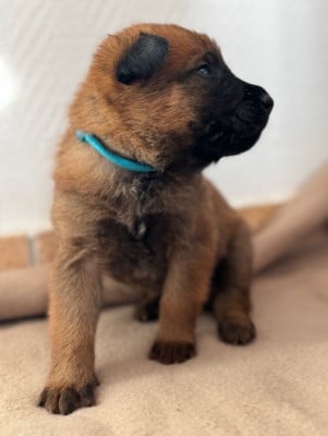 Les chiots de Berger Belge