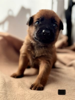 Les chiots de Berger Belge