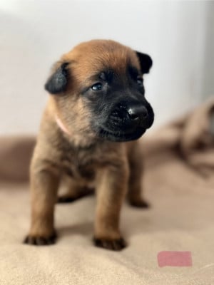 Les chiots de Berger Belge