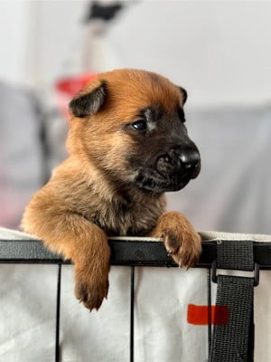 Les chiots de Berger Belge