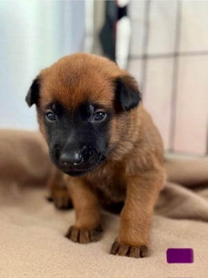 Les chiots de Berger Belge