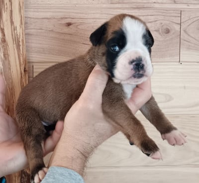Les chiots de Boxer