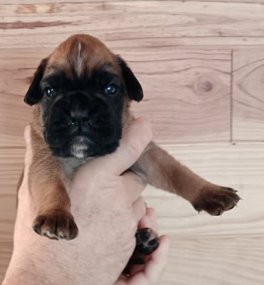 Les chiots de Boxer