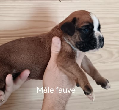 mâle 2 - Boxer