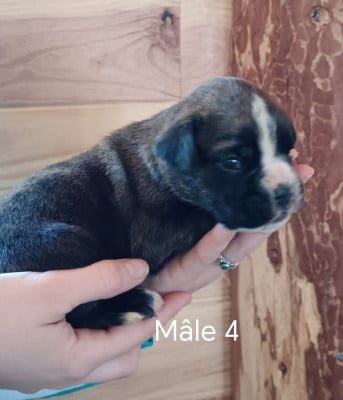 mâle 4 - Boxer