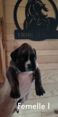 Les chiots de Boxer