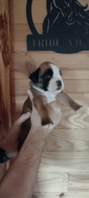 Les chiots de Boxer