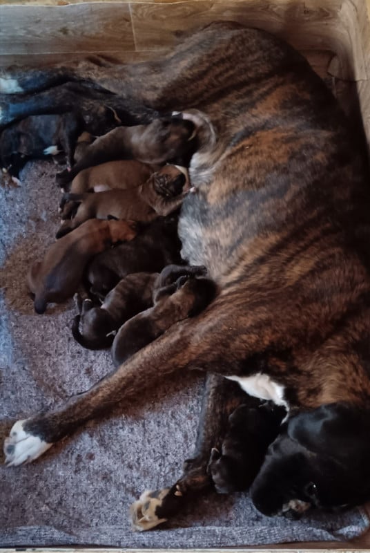 Boxer - (Sans Affixe)