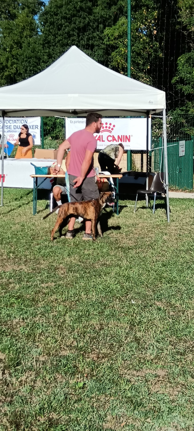 ARLEY De La Tribu Des Collines - première prometteur puppy femelle , 1 coupe