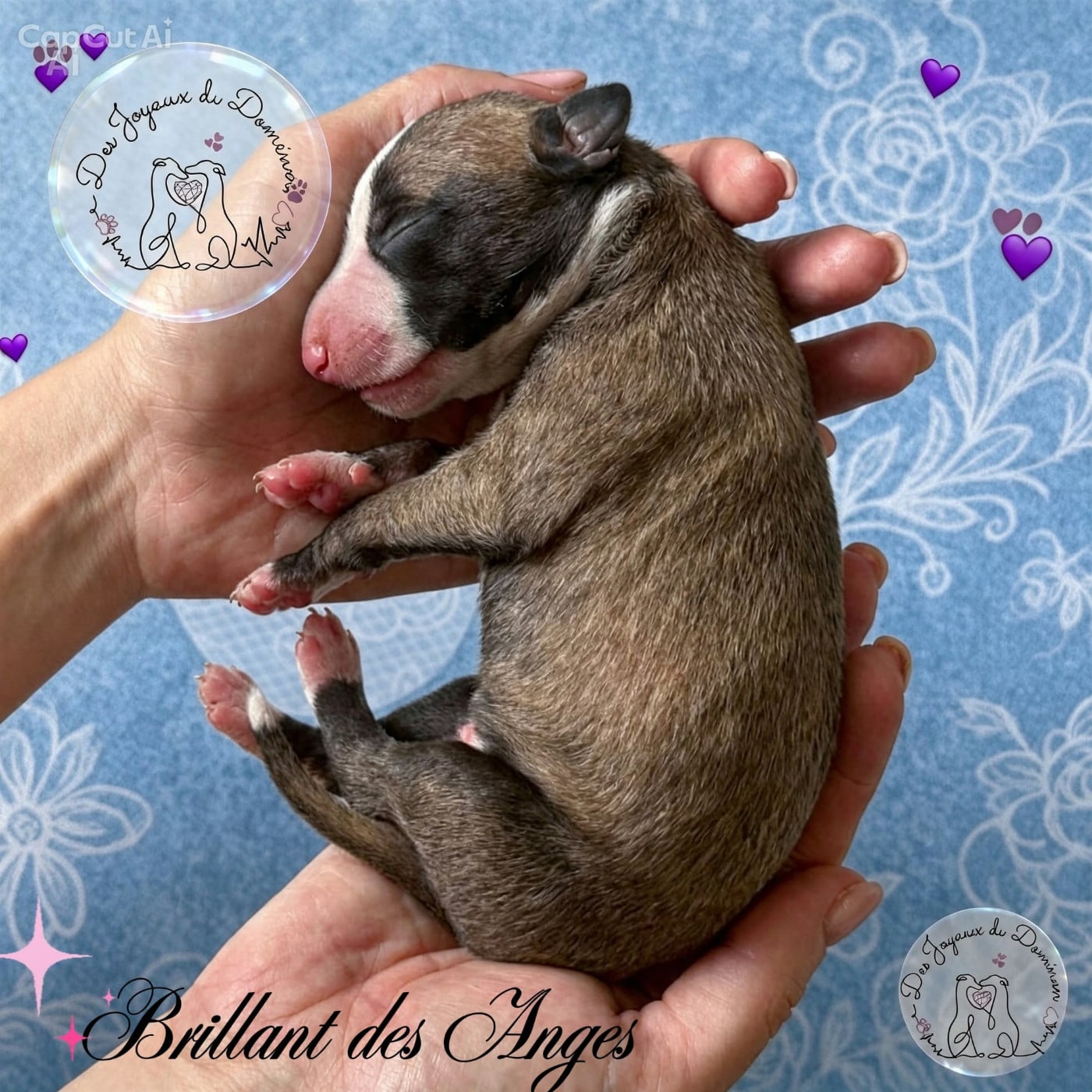 Brillant des Anges