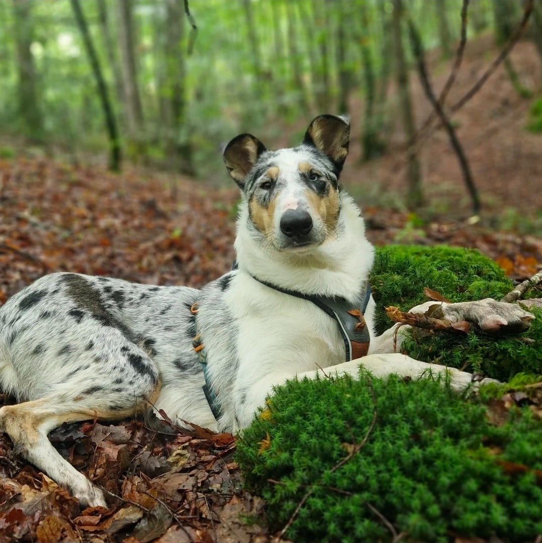 Vent D'Ouest dit Viggo du domaine de Docmael