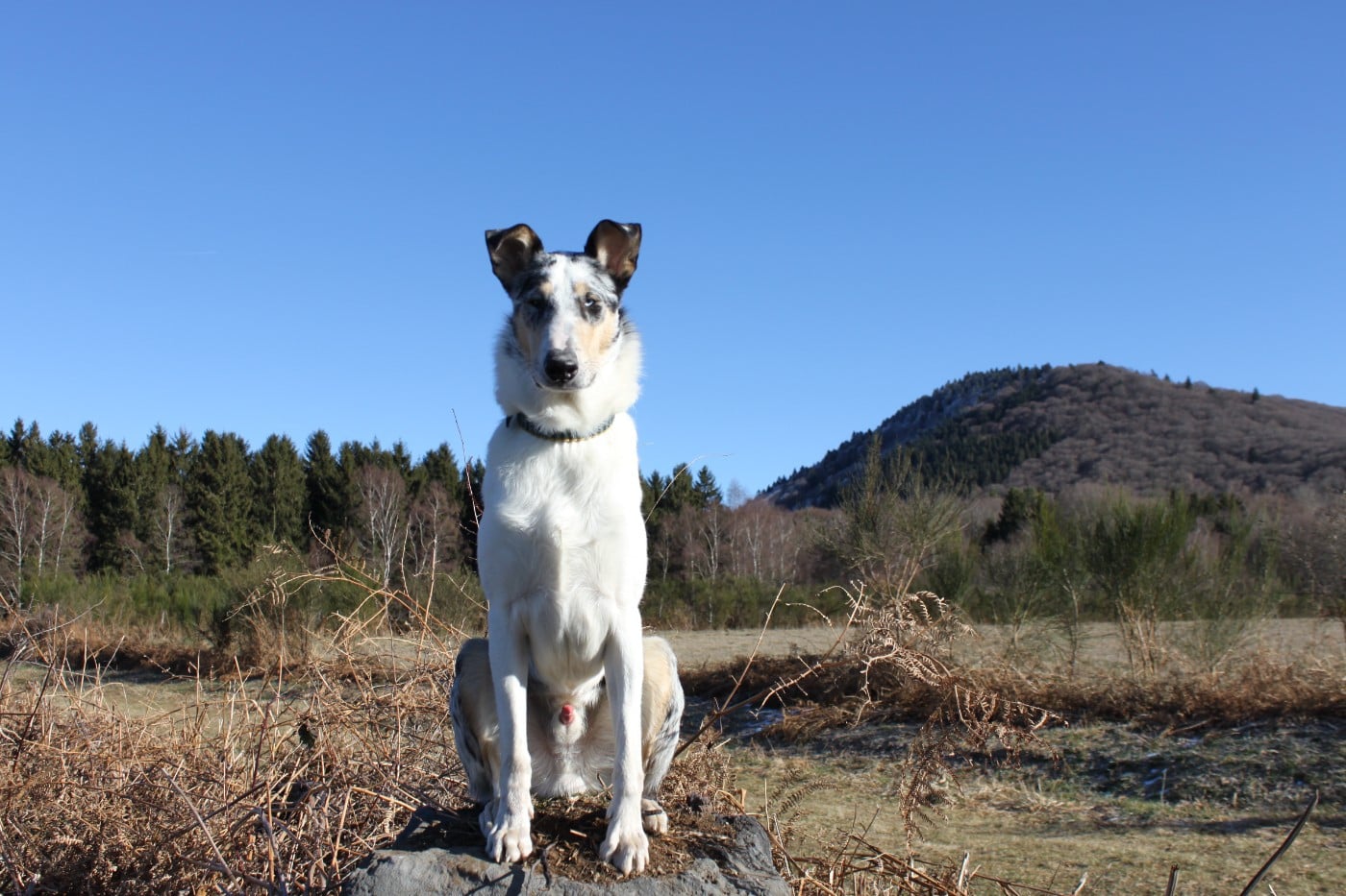 Vent D'Ouest dit Viggo du domaine de Docmael