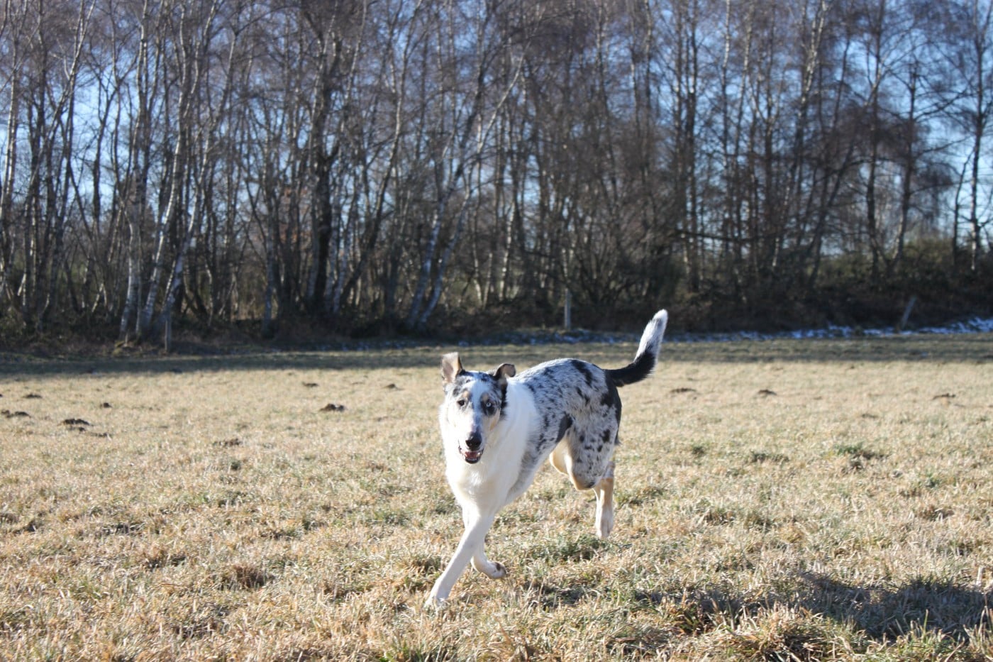 Vent D'Ouest dit Viggo du domaine de Docmael