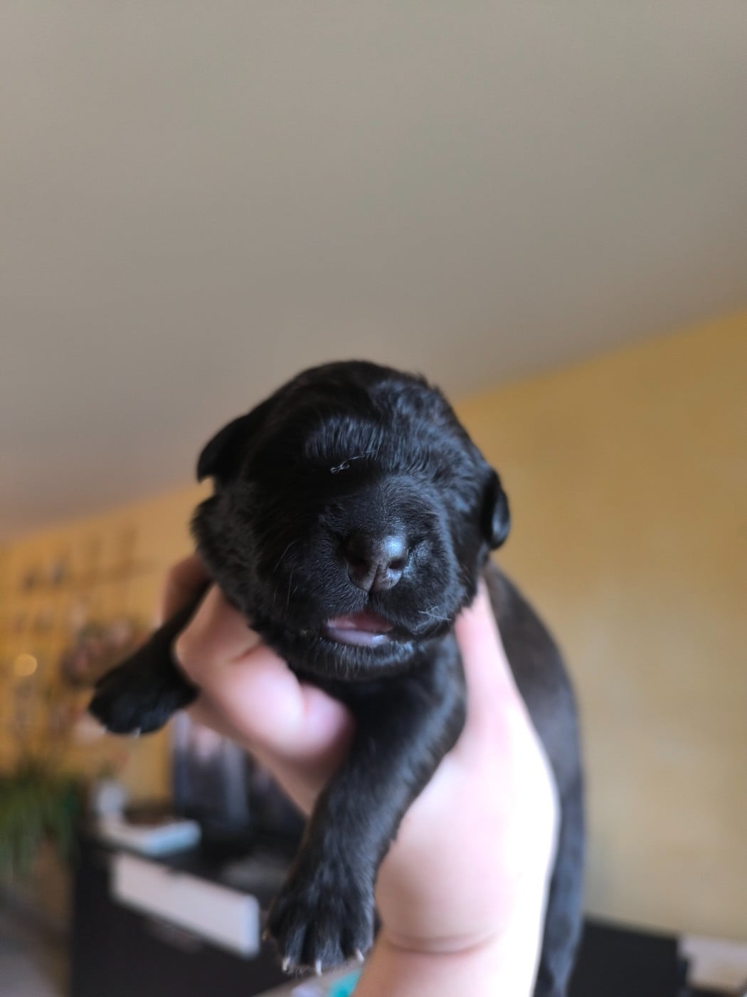 Born to be Honey - Chien de la Serra Estrela