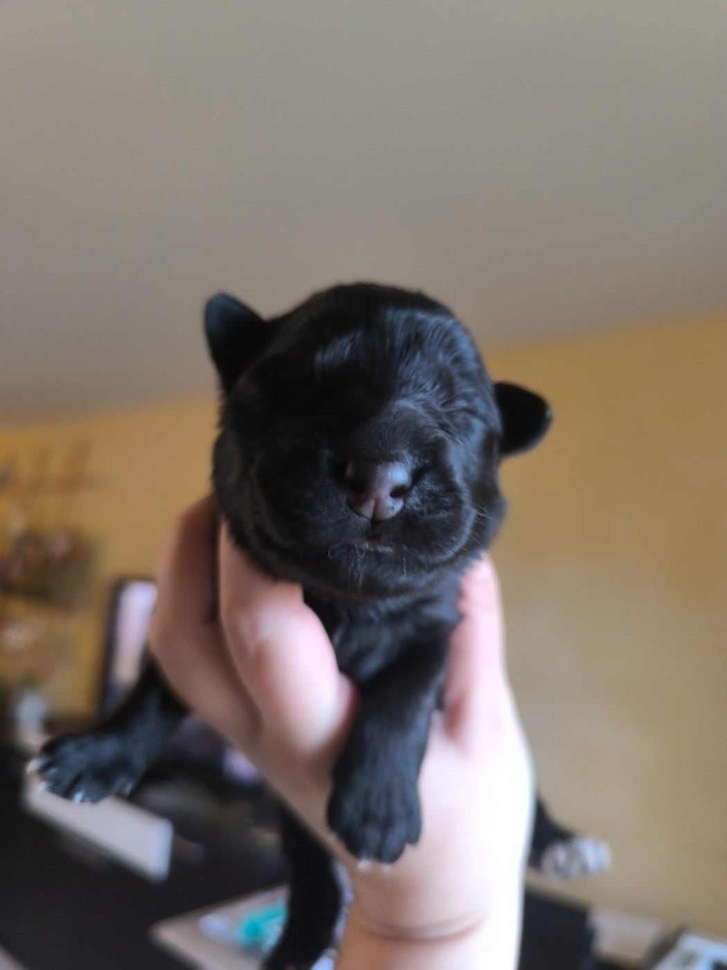 Born to be cookie - Chien de la Serra Estrela