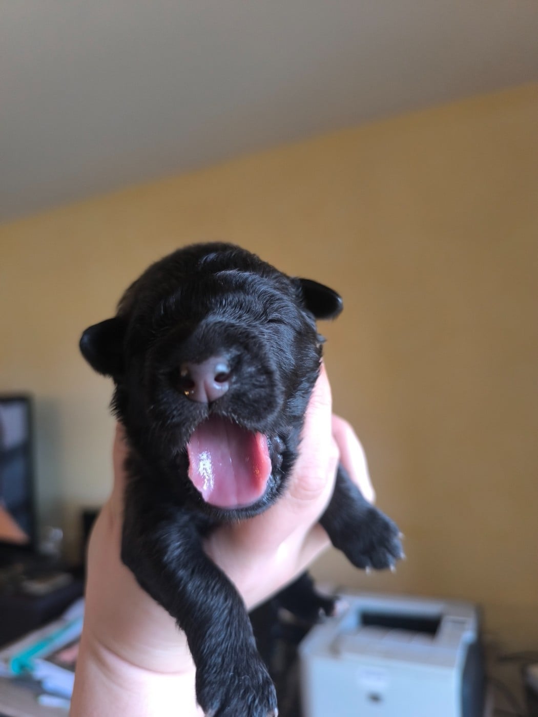 Born to be candy - Chien de la Serra Estrela